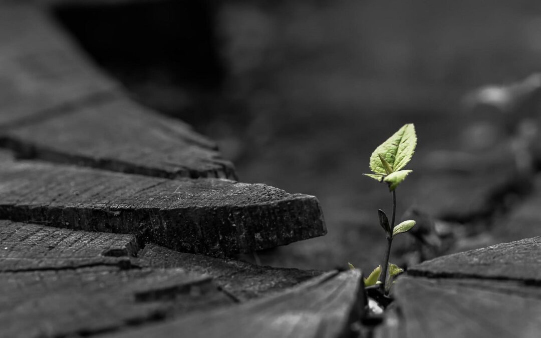 Growth